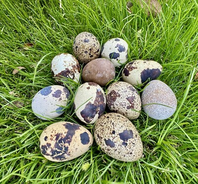 18 Jumbo Coturnix Quail Eggs