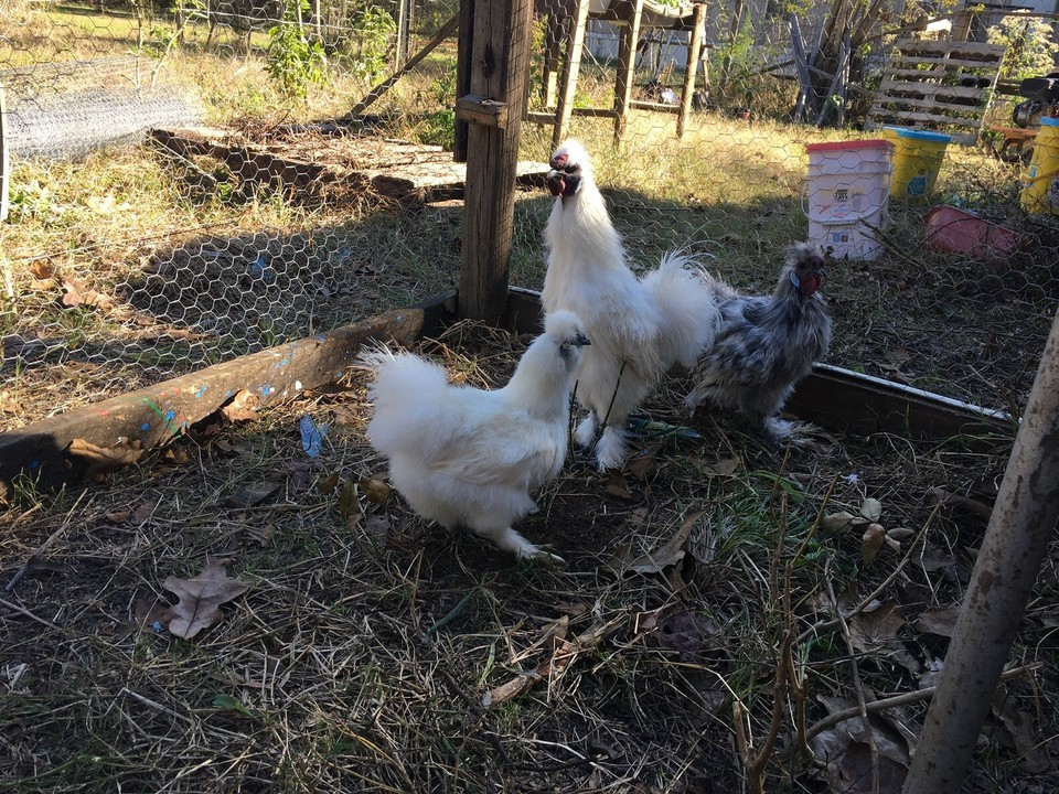8 Silkie Chicken Hatching Eggs eBay