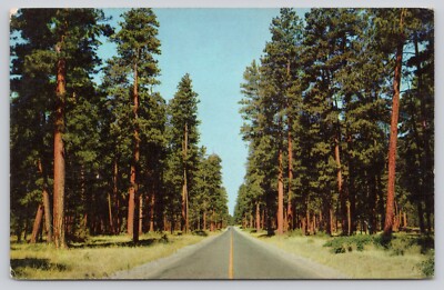 Ponderosa Pine Yellow Pine Trees Cascade Range Oregon Chrome Postcard Posted