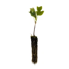 Tulip Poplar | Small Tree Seedling | The Jonsteen Company