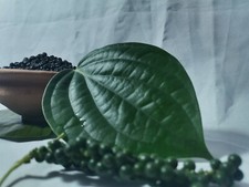 Whole Black Peppercorns Premium Quality special Offer 15 off