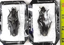 Carabidae, Cypholoba semisuturata commista 2 males A1, C. Namibia