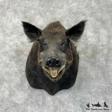#30489 P | Wild Boar Taxidermy Shoulder Mount For Sale