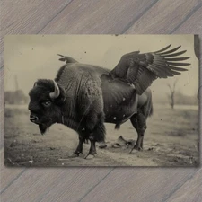 POSTCARD Buffalo Bison Majestic Winged Soaring in the Sky Buffalo Wings Funny