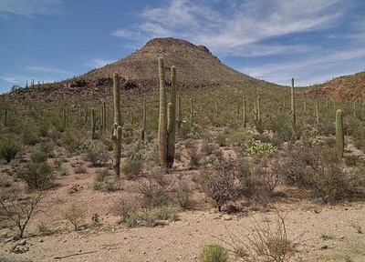 Organ Pipe Cactus National Monument Arizona Sonora 2018 Saguaros Desert?