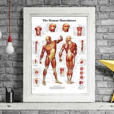 500290 MUSCULAR SYSTEM - Human Body Chart 16x12 WALL PRINT POSTER