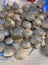 Horseshoe Crab 9-12" Taxidermy display collectible specimen Shell Molt