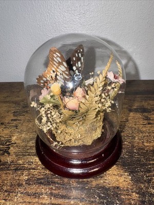 Vintage Taxidermy Butterfly & Flowers Glass Dome￼