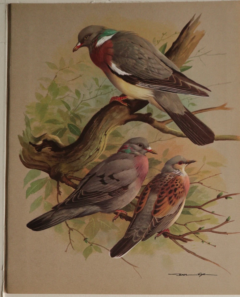 Beau Basilic Ede Oiseau Imprimé - The Pigeon Bois Stock Colombe & Tortue - Photo 1/1