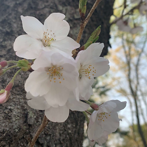 sakura_japan_shop | eBay Stores