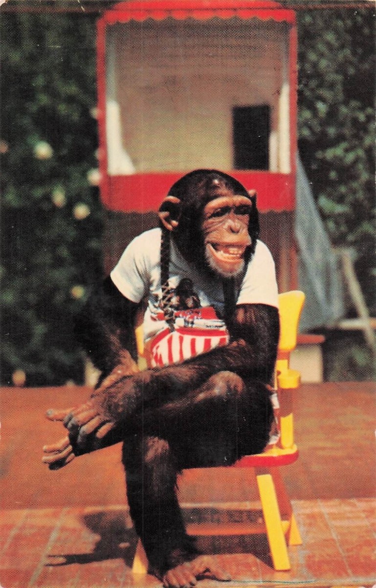 ♡monkeyページ♡ Postcard Vin(1)Don't try to make a monkey out of me/Monkey Jungle