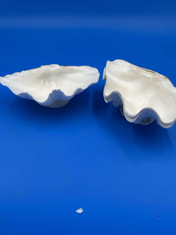giant tridacna squamosa matched pair Clam Shells Seashells Ruffles 5.5"