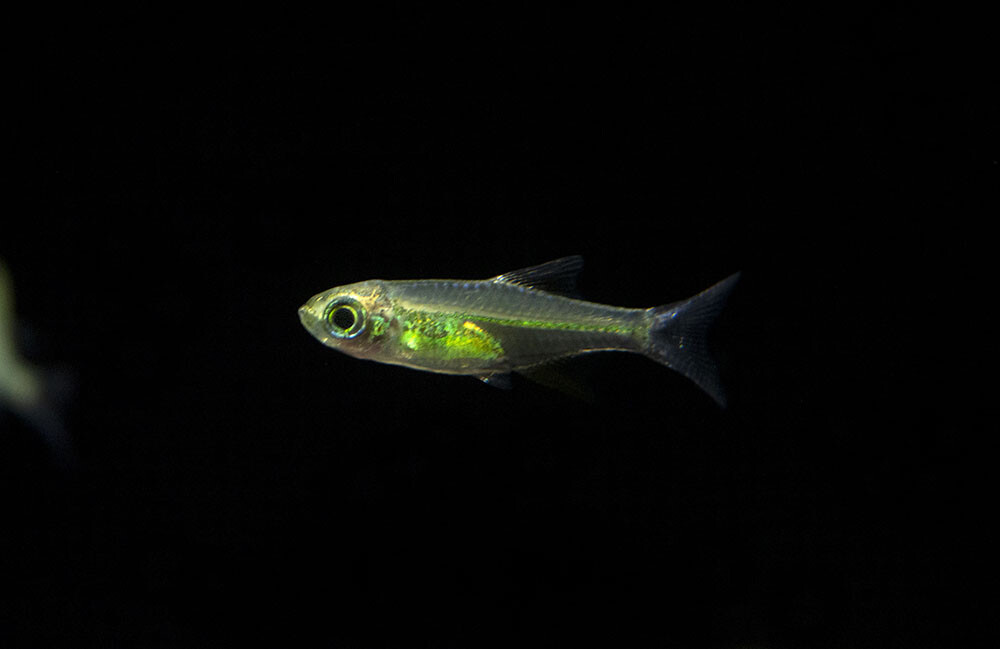Microdevario Microrasbora Kubotai