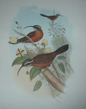 1969 SLENDER SCIMITAR BABBLER John Gould Color Lithograph Print Asian Bird