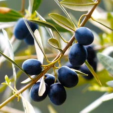 Canino Olive Tree Seeds | Italian Virgin Oil Perennial Seed 2025 Fast Shipping