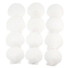 12 PCS Scallop Shells Natural Seashell, 4" to 5" White, Large