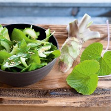 Wasabi 'Mephisto Red'. XL Plug Plant x 3. Hot Japanese mustard. Spicy.