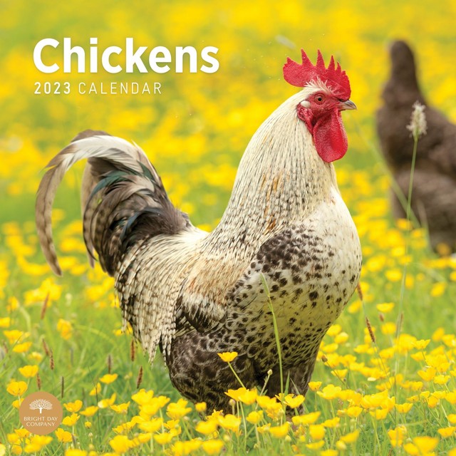 2023 Chickens Wall Calendar (2022, Trade Paperback) for sale online | eBay
