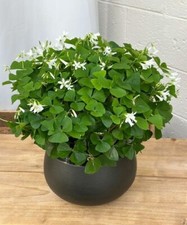 Oxalis Regnellii Lucky Green Shamrock Bulbs Easy Grow Perennial Love Plant
