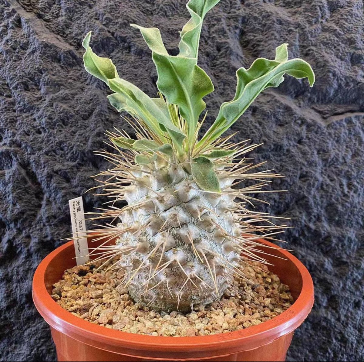 Pachypodium ' namaquanum ' パキポディウム “ ナマクアナム Pachypodium ' namaquanum ' パキポディウム “ ナマクアナム