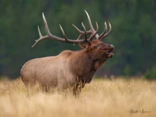 Elk Calling by Matthew Huras Fine Art Print Wildlife Hunting 17x22