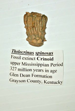Tholocrinus Spinosus Crinoid Glen Dean Formation Grayson County, Kentucky