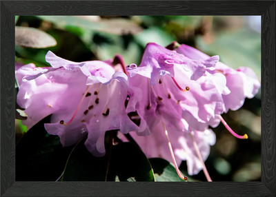 Tau auf Azalee Blumen Gerahmtes Wandbild Poster Leinwanddruck Bild