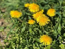 9 x Organic Wild Dandelion Taraxacum Officinals, perennerial , Bareroot