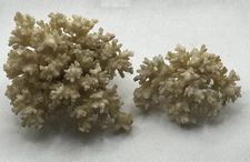 Natural Branch Stem Coral Organic Ocean Coastal Decoration Bohemian boho