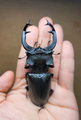Lucanidae Lucanus cervus Judaicus 88mm A1 From Syria   (Captive Bred, CB)