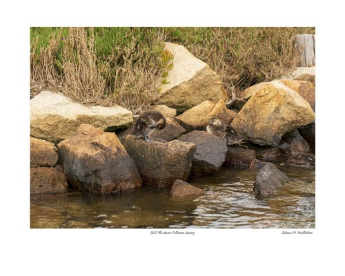 2023 The Master Collection Limited Edition Photo Prints by Aussie Neville Hiatt - Picture 3 of 14