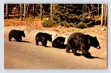 Postcard Wyoming WY Yellowstone Black Bear Cubs 1960s Unposted Chrome