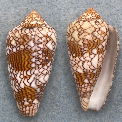 #10 Conus textile 48.5mm F+ No Data