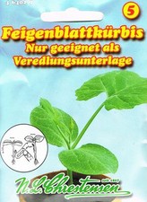 N:L:Chrestensen Feigenblattkürbis Nur als Veredelungsunterlage Gurken   464029
