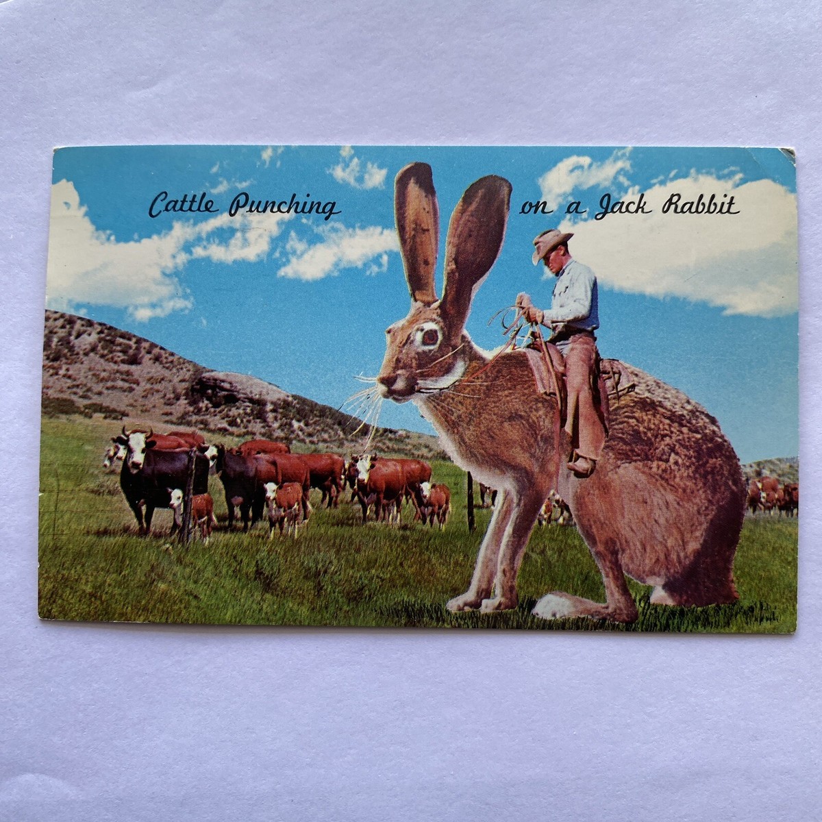 Cattle Punching On A Jack Rabbit Postcard Posted 1962 VTG