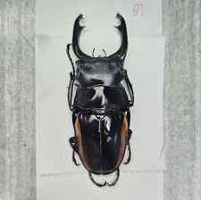 Lucanidae : Odontolabis stevensi mamasaensis 67mm A1 Wild