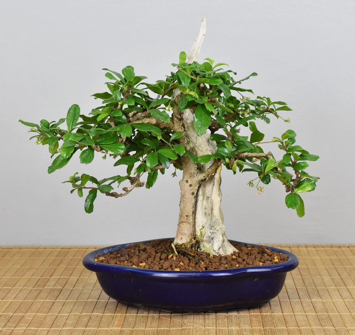 Exotenherz Bonsai Carmona Fukientee Geschenkset Ca. 8 Jahre Alt - 30-35 Cm  Zimmerbonsai Anfnger Set