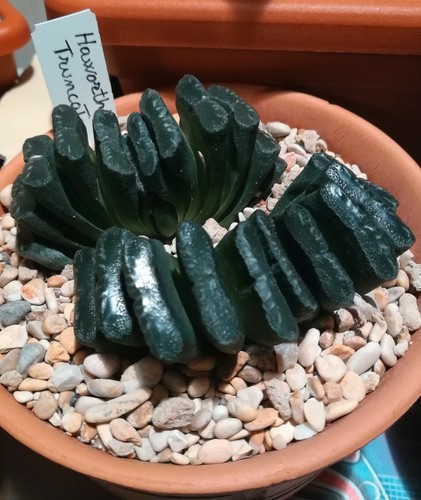 Haworthia truncata - Foto 3 di 3