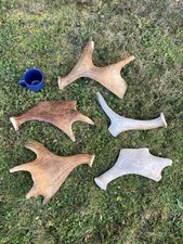 XL Dog Chew Moose Antler 2 Pounds