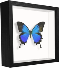 5X5 Small Shadow Box Frame Display Case , Display Case Box for Memorabilia, Meda