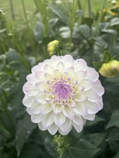 Dahlia Tuber Eveline