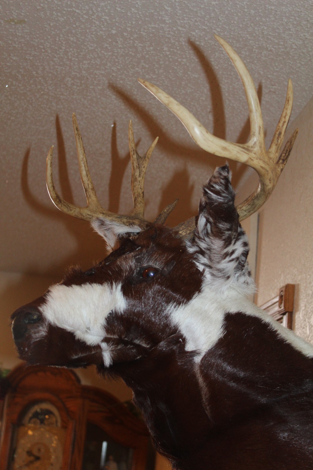 Fantasy Whitetail Deer Holstein Cow Head Shoulder Mount Taxidermy OOAK Novelty