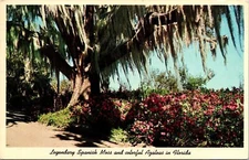 Legendary Spanish Moss Azaleas Florida FL Postcard Winter Park Tampa Cancel 4c