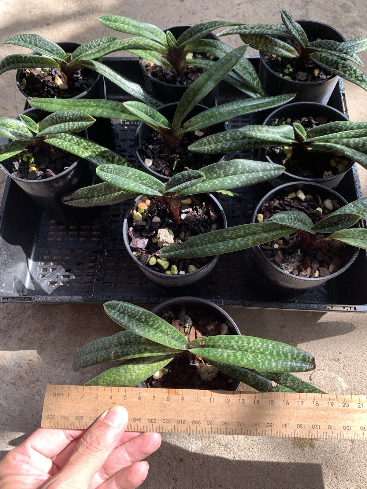 Orchid species Paphiopedilum micranthum eBay