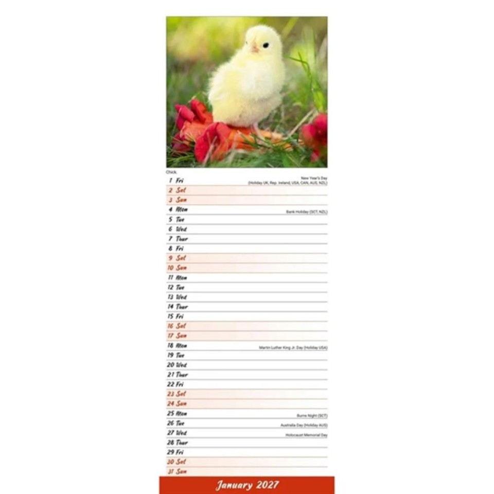 Chickens 2027 Slim Month To View Wall Calendar 9781806482245 | eBay UK