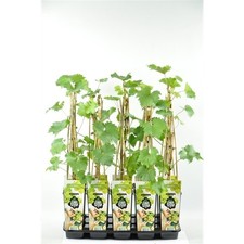 Weintraube Phoenix Tafeltraube Rebe Rebstock Pflanze winterhart Garten 50-70 cm