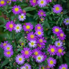 Aster trifoliatus subsp. ageratoides 'Ezo Murasaki'autumn - Lot of 3