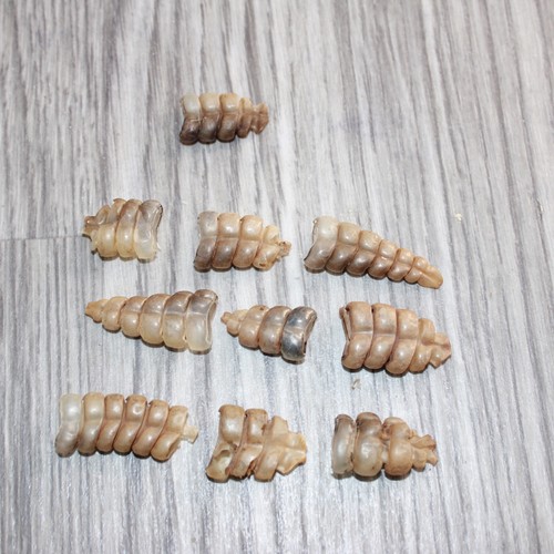 10 Very Small  Rattlesnake Rattles  #1767    Taxidermy Diamondback Sidewinder