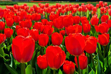 Best Red Tulip Bulbs for Planting - Easy to Grow