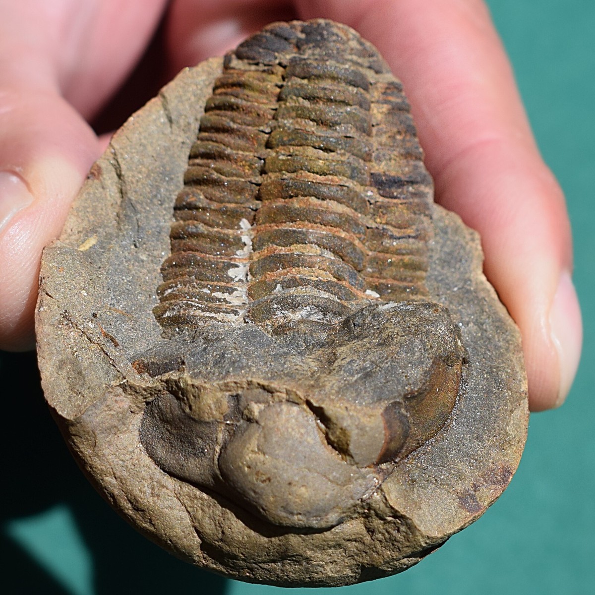 標本 Ecuador Sphaenognathus kolbei 34mm Metacryphaeus giganteus Trilobite Fossil – Devonian Bolivia – Rare